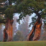 Load image into Gallery viewer, Blenheim Oak Sapling - 10-20cm, 1L Pot
