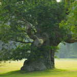 Load image into Gallery viewer, Blenheim Oak Sapling - 10-20cm, 1L Pot
