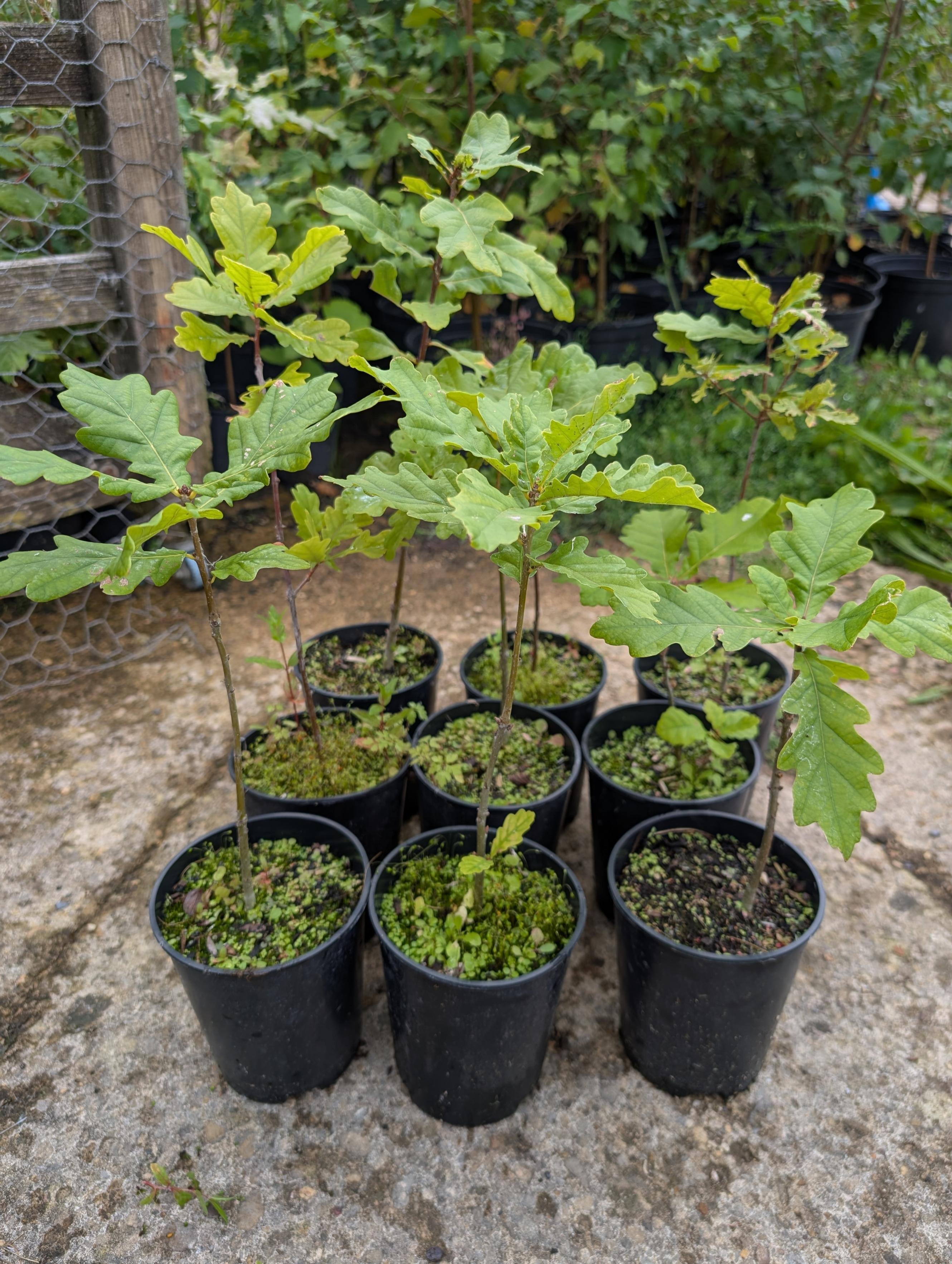 Blenheim Oak Sapling - 10-20cm, 1L Pot