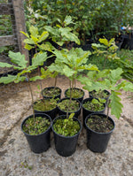 Load image into Gallery viewer, Blenheim Oak Sapling - 10-20cm, 1L Pot
