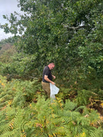 Load image into Gallery viewer, Blenheim Oak Sapling - 10-20cm, 1L Pot
