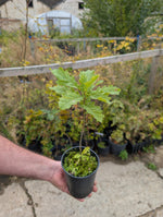Load image into Gallery viewer, Blenheim Oak Sapling - 10-20cm, 1L Pot
